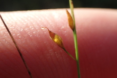 Rhynchospora rariflora