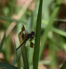 Erythrodiplax umbrata