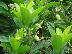 Hernandia moerenhoutiana