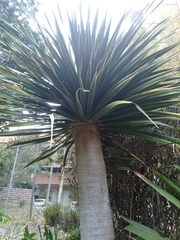 Dracaena cinnabari