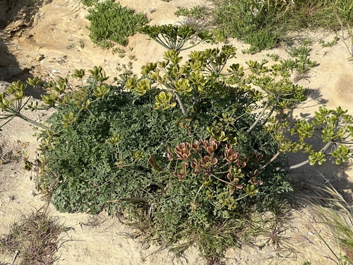 San Nicolas Island lomatium (Lomatium insulare)