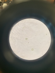 Desmodesmus communis