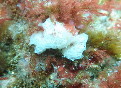 Clathrina coriacea