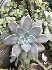 Graptopetalum