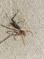Eremobatidae