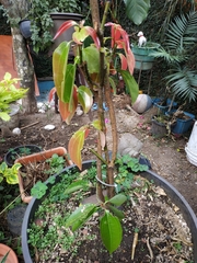 Cinnamomum verum