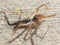 Eremobatidae