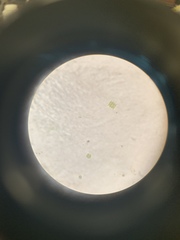 Desmodesmus communis