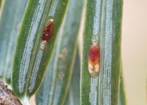 Elongate hemlock scale photo 4
