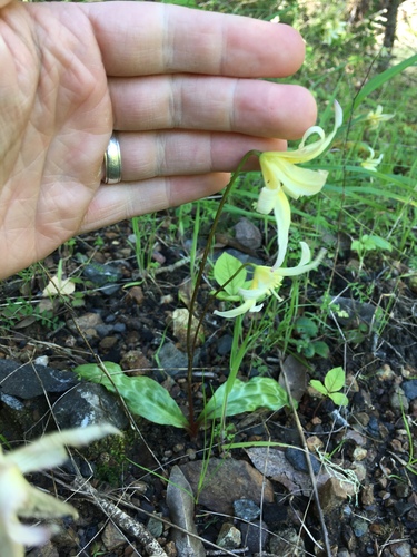 California fawnlily (Erythronium californicum)