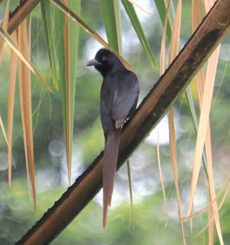 Piapiac (Ptilostomus afer), photo 7
