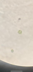 Coelastrum