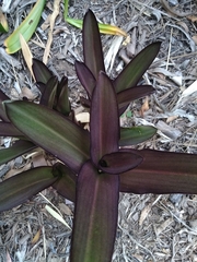 Eucomis comosa