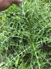 Cirsium engelmannii