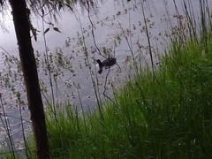 Fulica americana columbiana