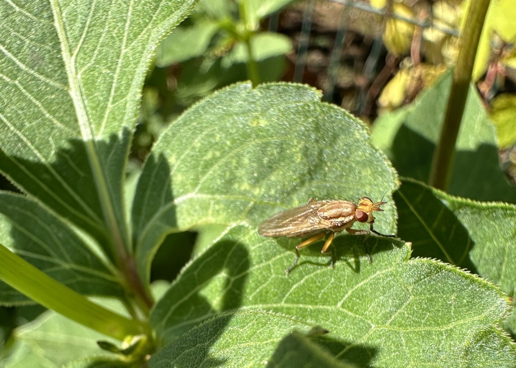 Perilimnia albifacies