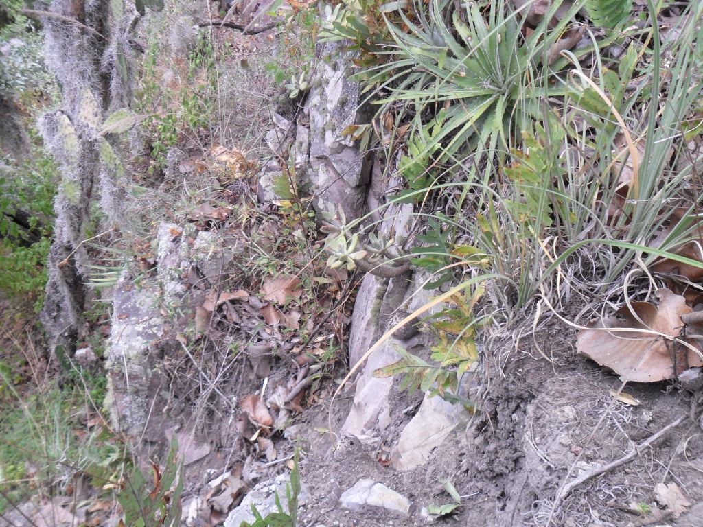 Imagem de Pachyphytum