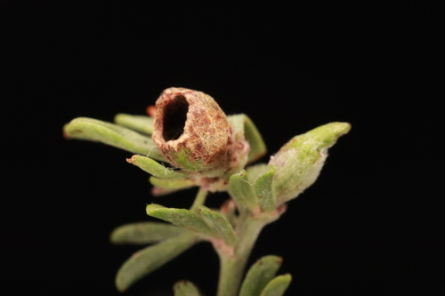 Asphondylia dorycnii