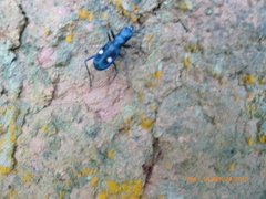 Pseudoxycheila bipustulata