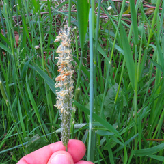 Alopecurus pratensis