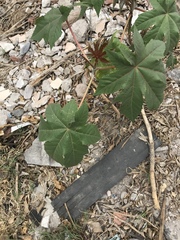 Ricinus communis