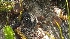 Bitis atropos