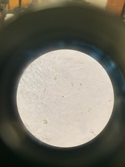 Desmodesmus communis