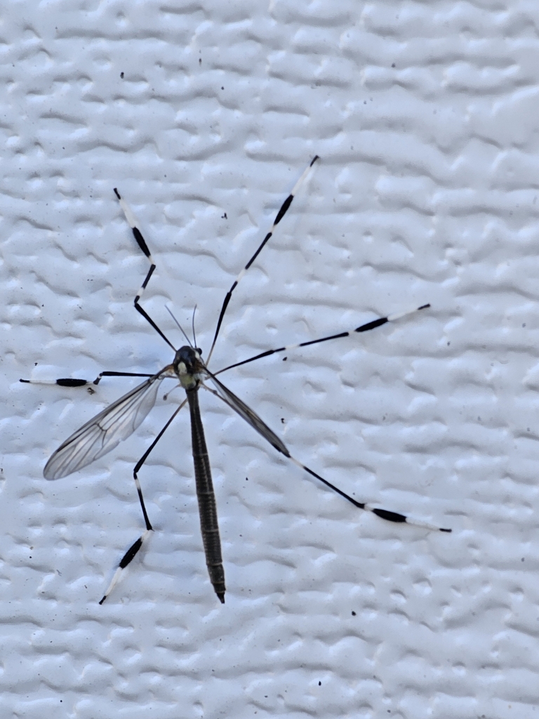 Western Phantom Crane Fly