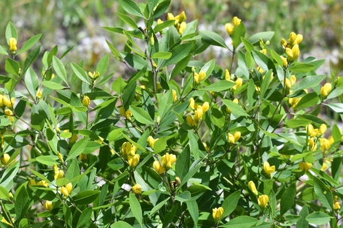 Image of Baptisia lanceolata by (c) Tom Kennedy, some rights reserved (CC BY)