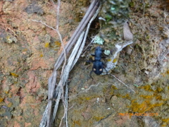 Pseudoxycheila bipustulata