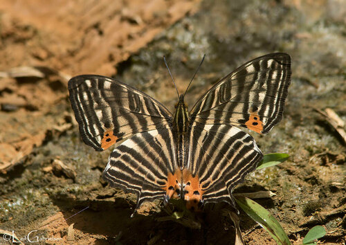 Cyrestis kudrati