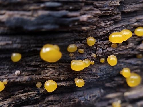 Jelly Spot Fungus