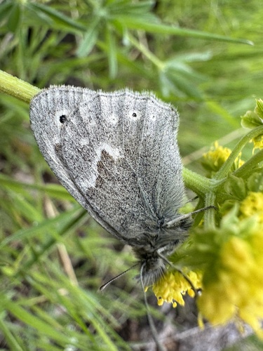 iNaturalist observation photo of California Ringlet