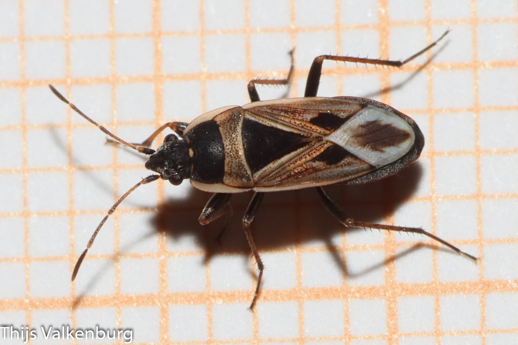 Xanthochilus minusculus