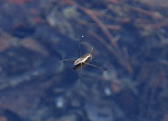 Gerris latiabdominis