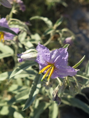 Solanum elaeagnifolium