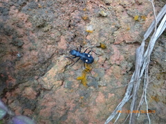 Pseudoxycheila bipustulata