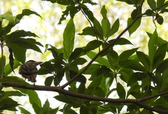 Myiodynastes maculatus