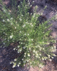 Lepidium montanum