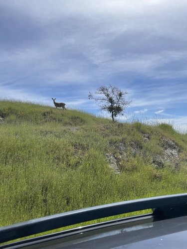 iNaturalist observation photo of Columbian Black-tailed Deer