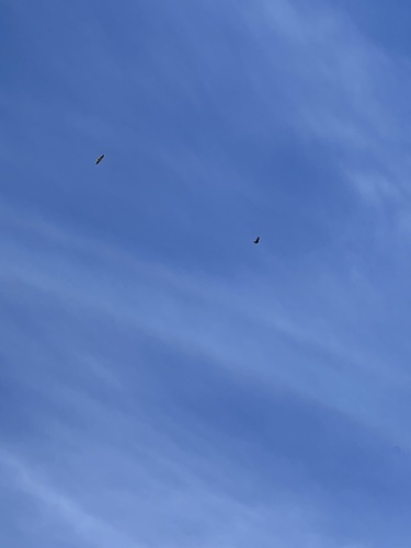 iNaturalist observation photo of Turkey Vulture