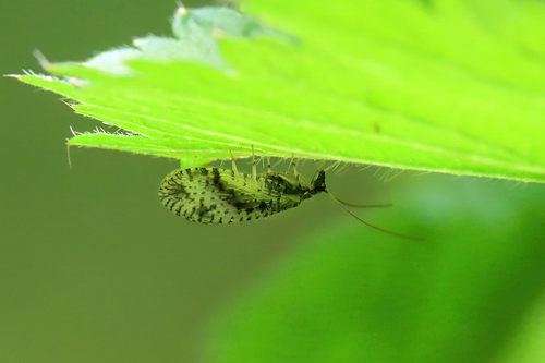 Variegated Brown Lacewing, Vriescheloo, Nederland, photo 7 of 10