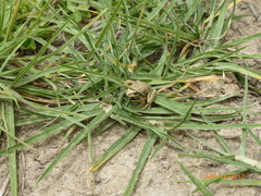 Gastrotheca marsupiata