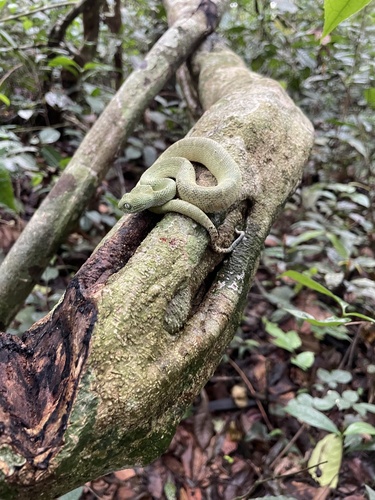 Green Bush Viper