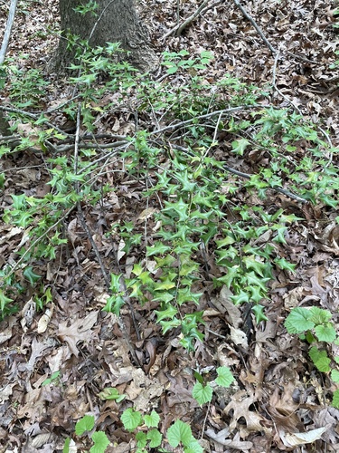 Ilex cornuta