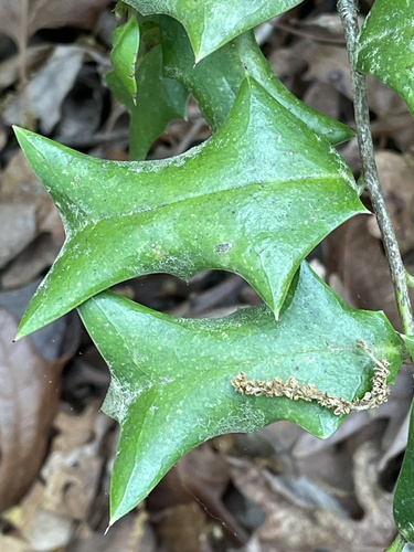 Ilex cornuta