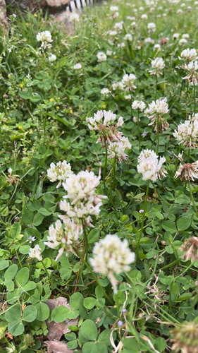 white clover