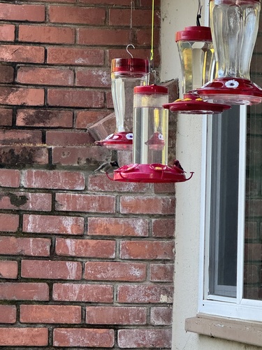 iNaturalist observation photo of Anna's Hummingbird