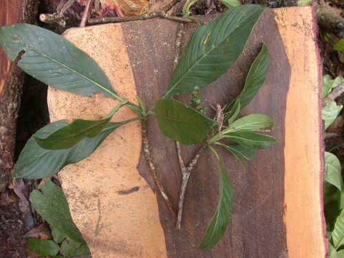 Pagamea plicata