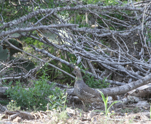 Callipepla squamata